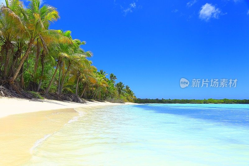 天堂:热带沙滩，棕榈树。多米尼加共和国的绍纳岛