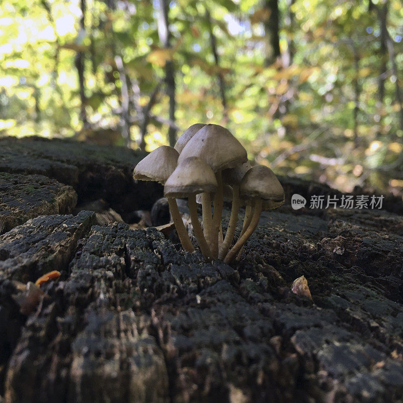 小蘑菇生长在原木在树林里