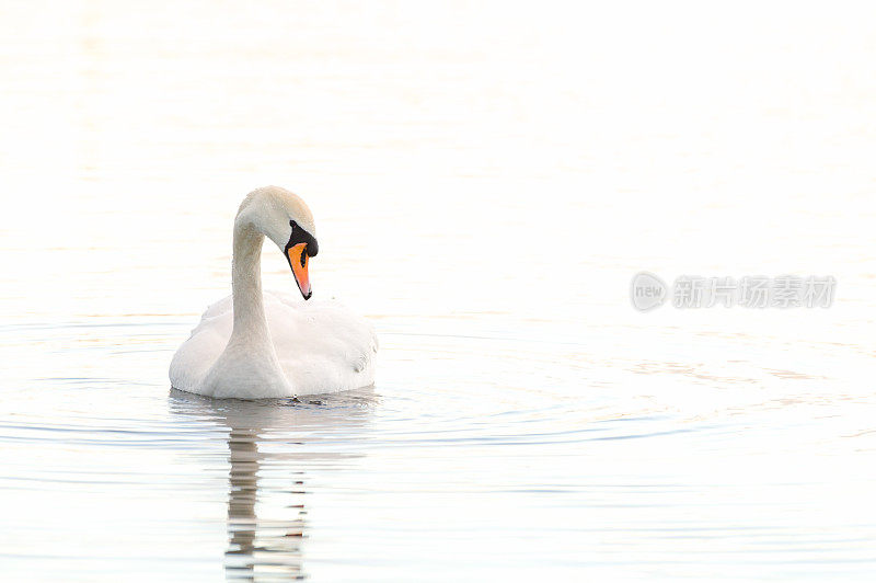 英国湖区:温德米尔湖上的疣舌天鹅