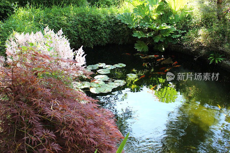 图像的美化锦鲤池塘在花园，锦鲤，百合