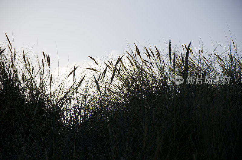 生长在北海的沙丘