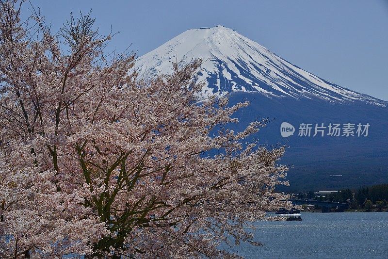富士山和川口湖的樱花