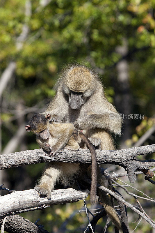 美洲狒狒正在给她的孩子梳洗