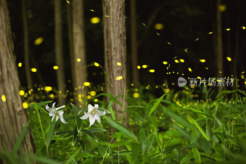 萤火虫在夜间在森林里的白花周围飞舞