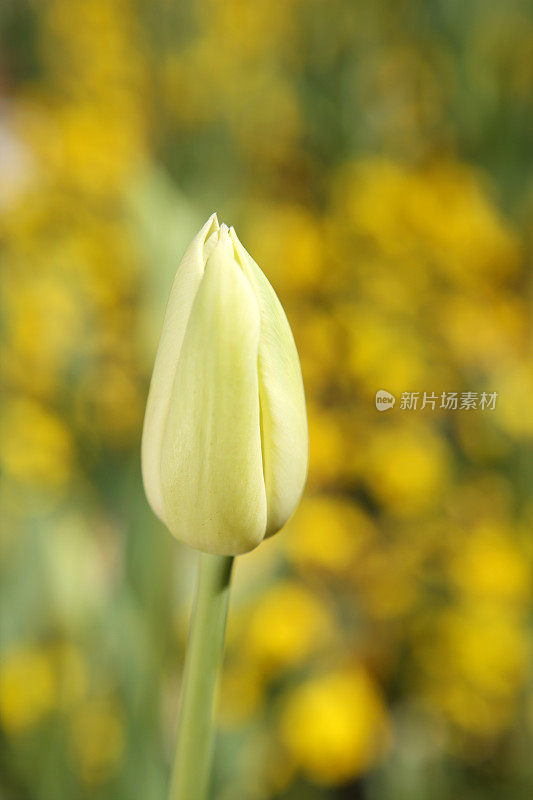 郁金香芽