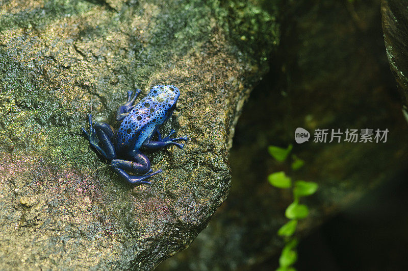 蓝色飞镖蛙在岩石上