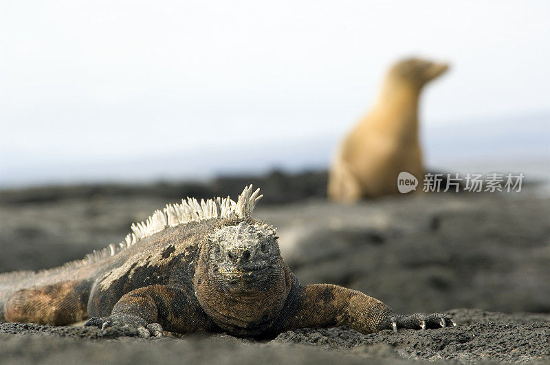 加拉帕戈斯群岛的鬣蜥和海狮