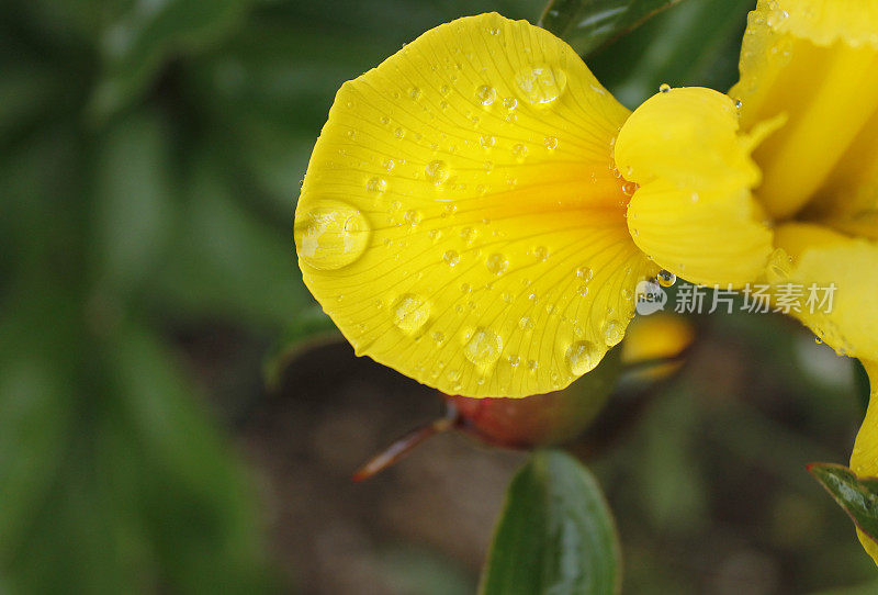 雨后的花