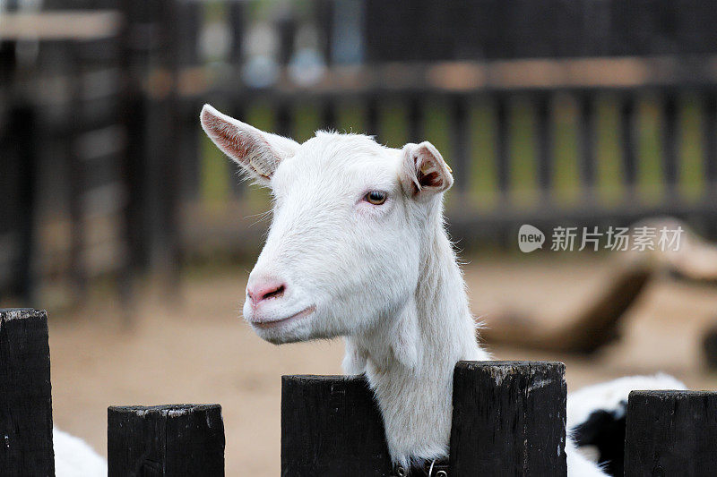 篱笆后的山羊