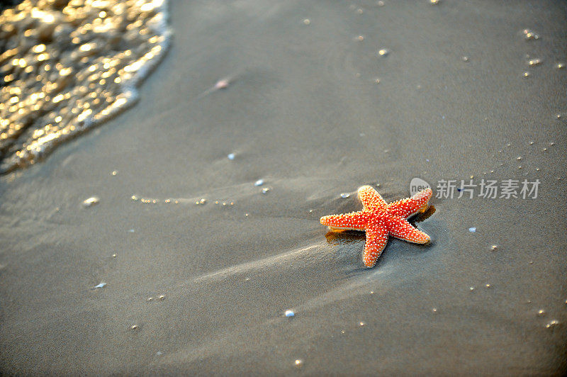 海滩上的海星