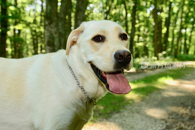 拉布拉多寻回犬