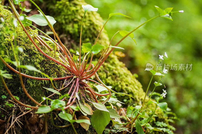 森林,附生植物