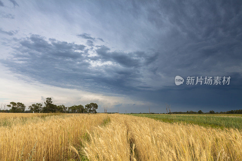 玉米田和cloudscape