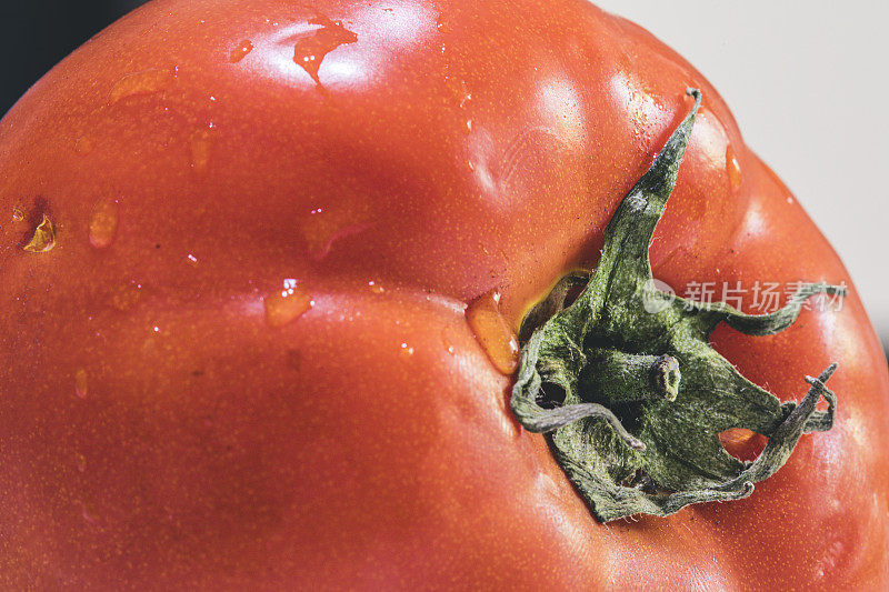 一个红色的成熟的番茄在绿色的藤蔓上的近距离微距图像