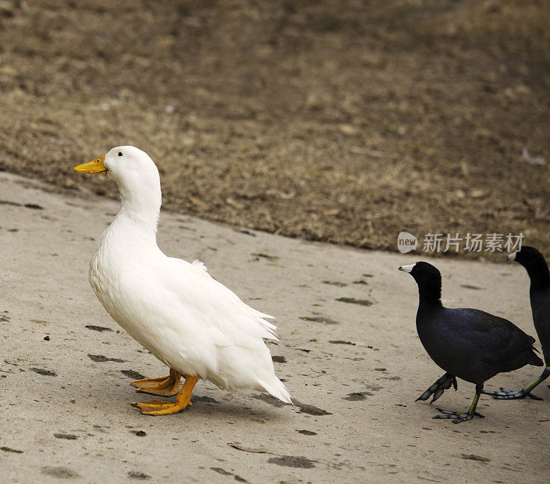 两只鸟跟着一只鸭子