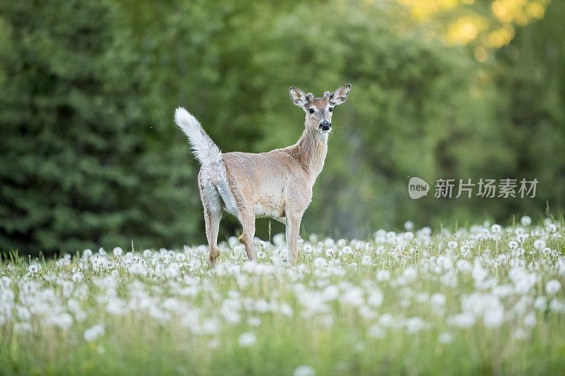 白尾鹿