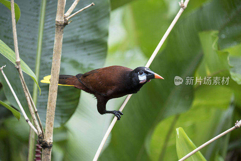 蒙特祖玛oropendola