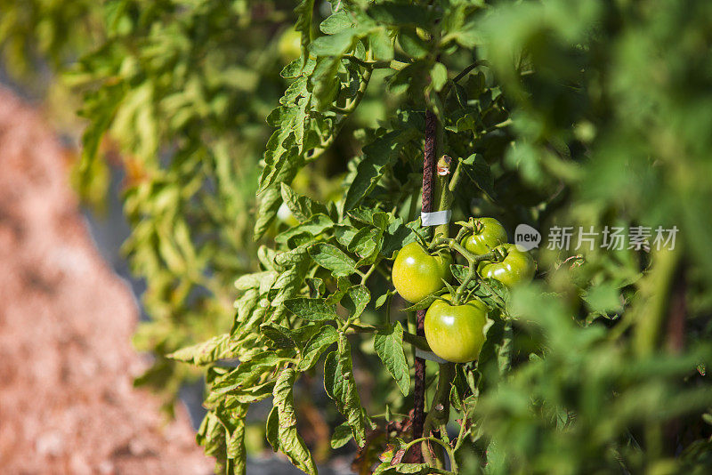 种植西红柿