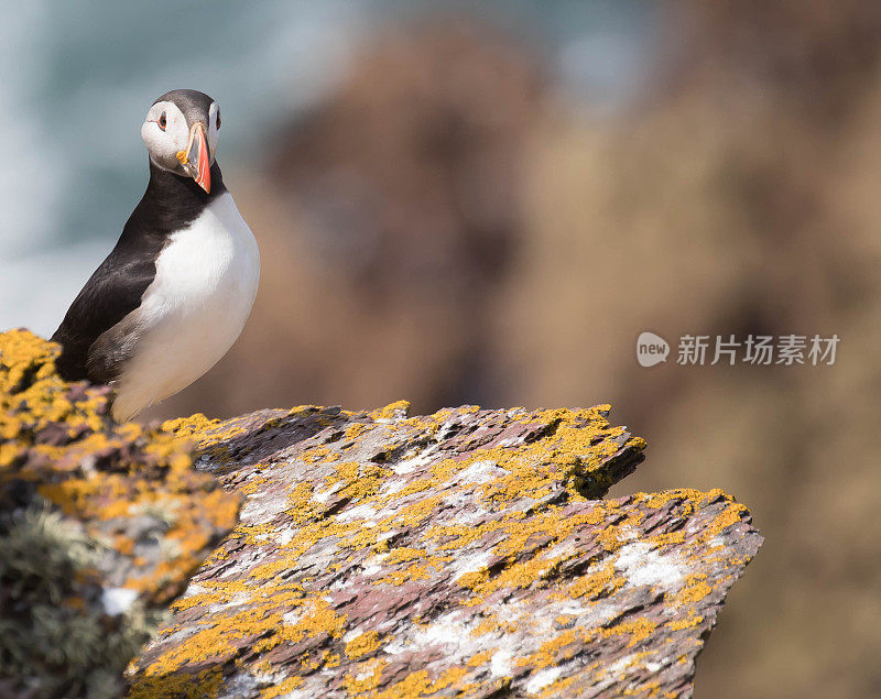 角嘴海雀