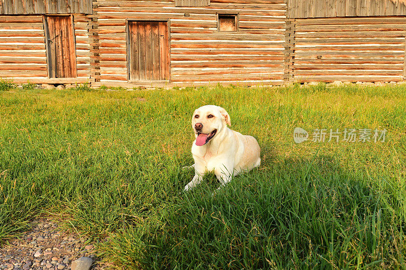 一只拉布拉多寻回犬在一个废弃的谷仓里搜寻