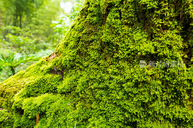 苔藓在树