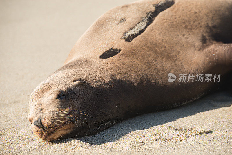 加州野生动物