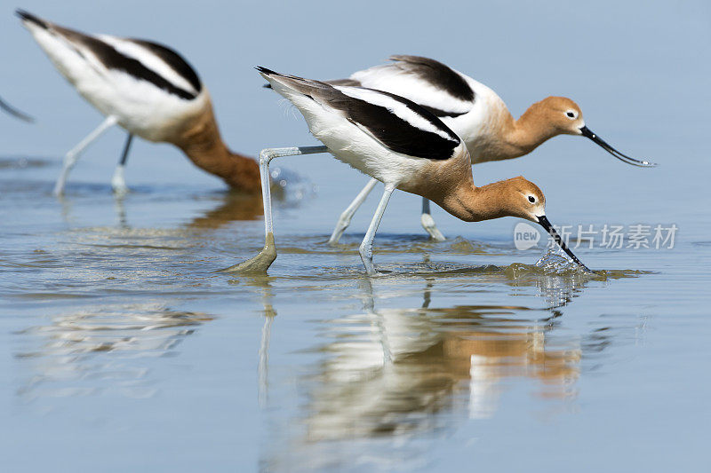 三个avocet喂养