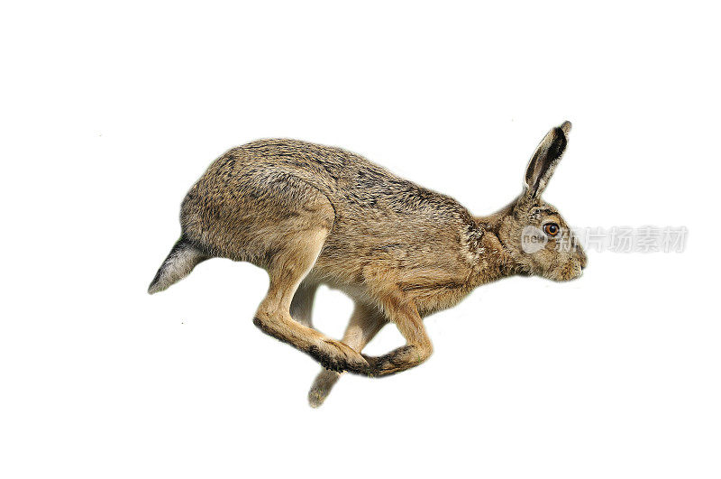 欧洲野兔
