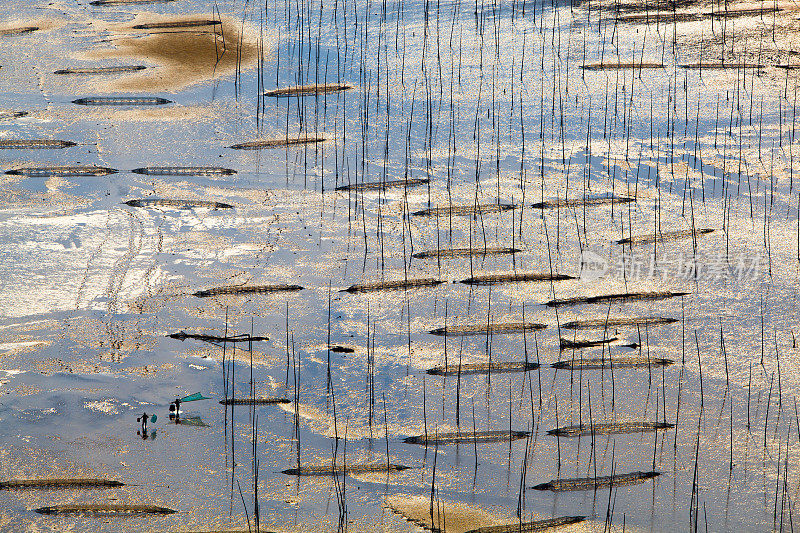 中国福建霞浦，渔民在艺术泥滩上捕鱼。