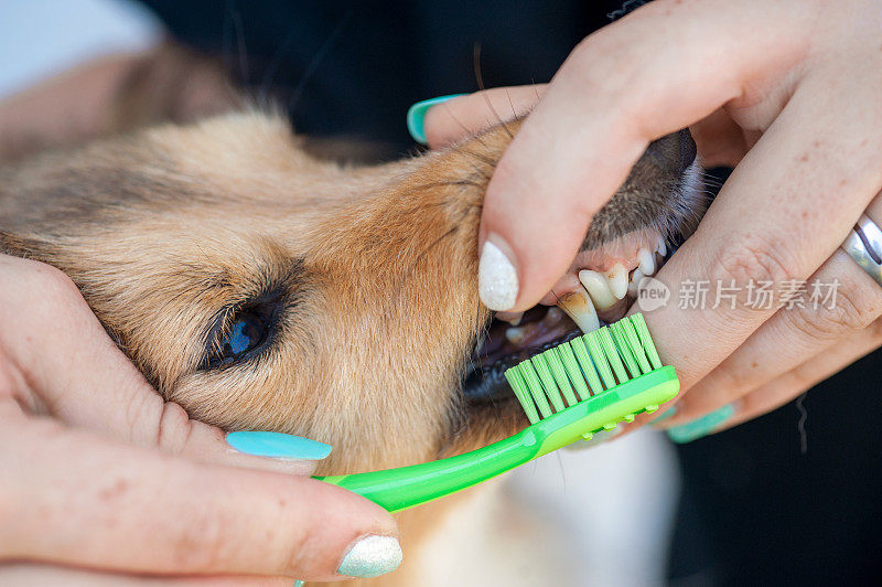 给设得兰牧羊犬刷牙