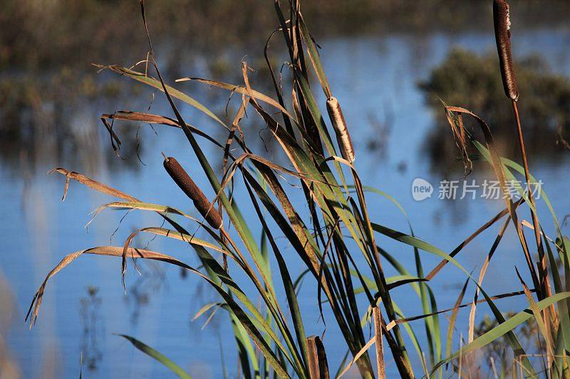 香蒲特写浅焦点