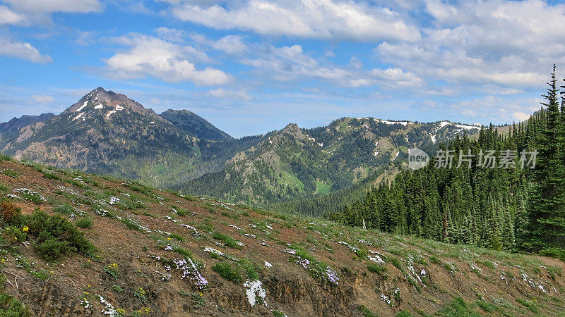 洛杉矶山，飓风山小径，野花，奥林匹克国家公园，华盛顿