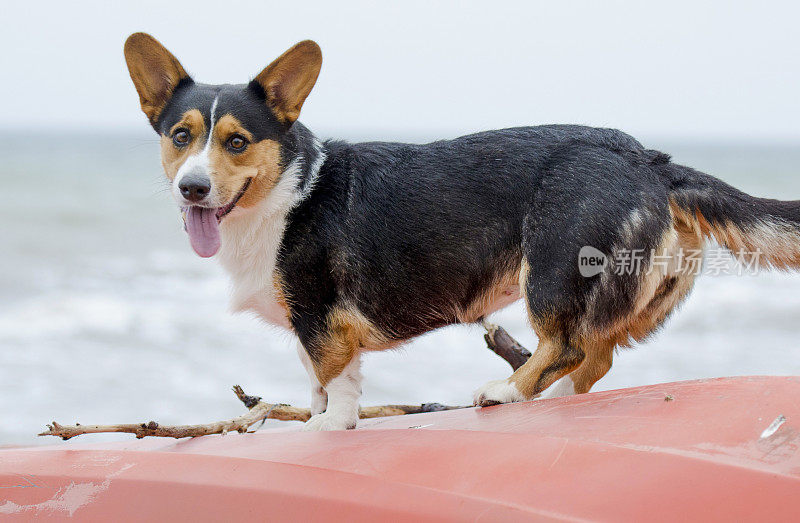 一只柯基犬站在海滩上的一条红船上