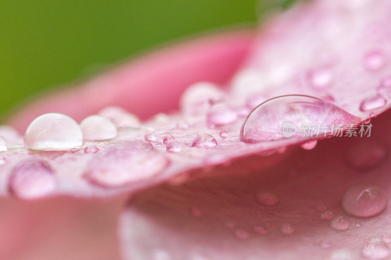 雨滴落在粉红色的花朵上