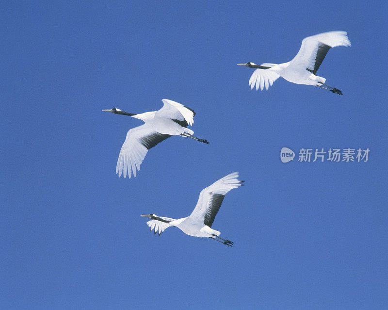 日本北海道鹤子蓝天上的鹤