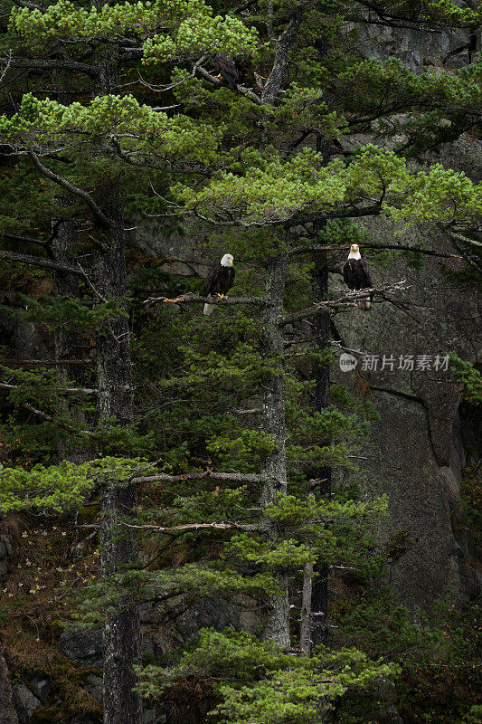 两只老鹰在松树上觅食