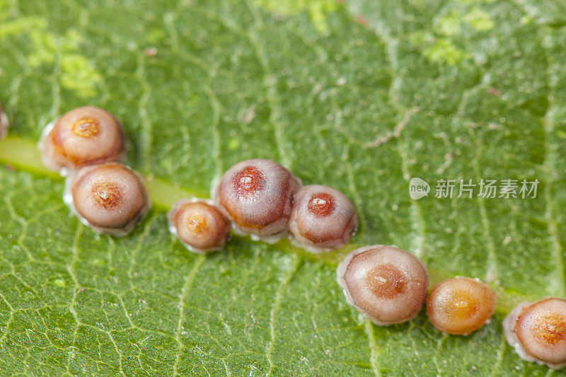 无花果树寄生蜡质体