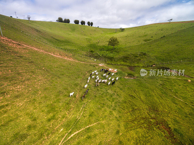 鸟瞰图奶牛在农村地区在圣保罗，巴西