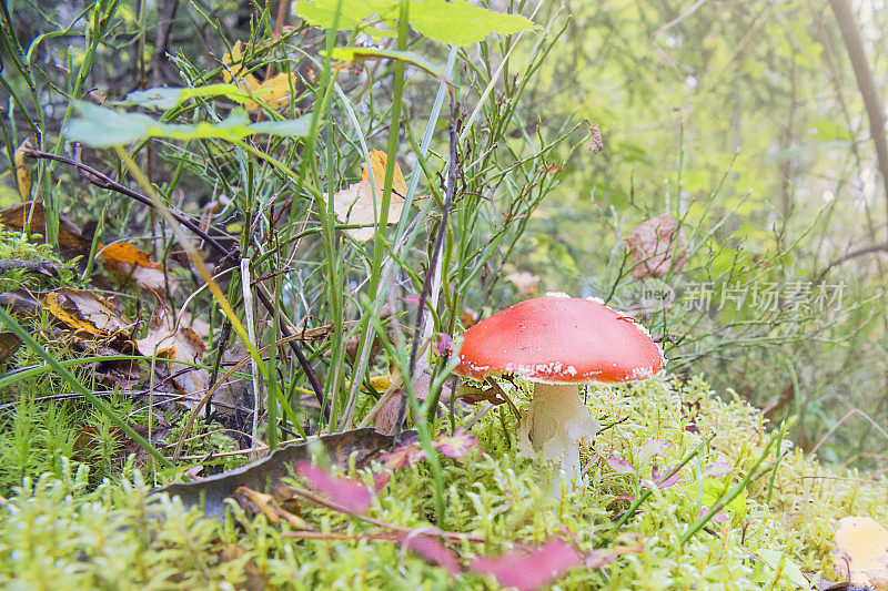 秋天的蘑菇在森林里。