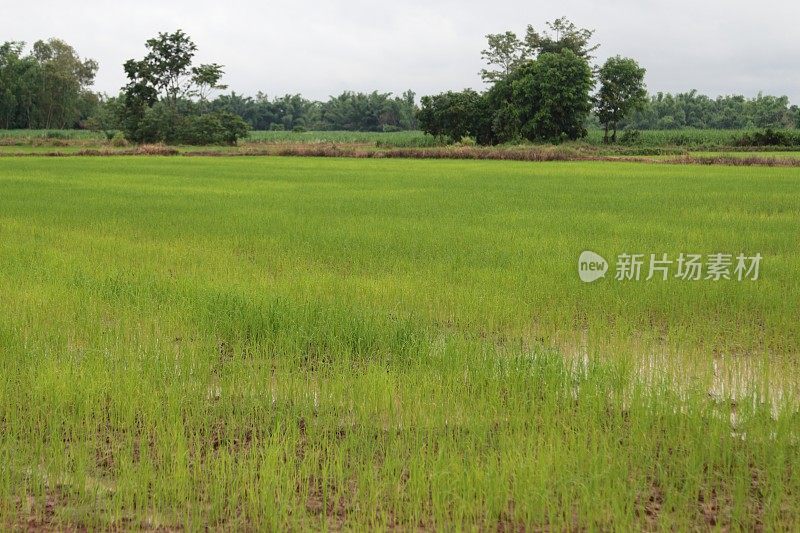 新生的水稻长着绿色的叶子。