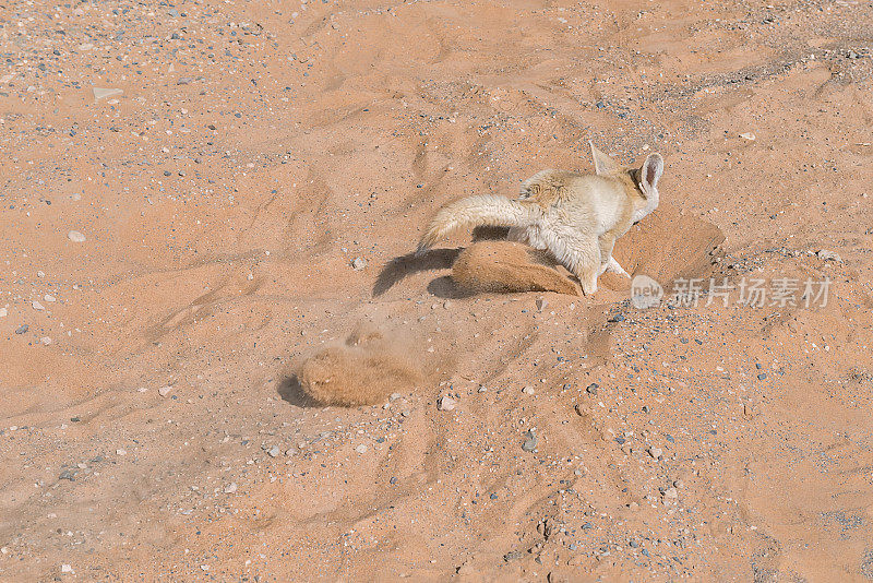 耳廓狐在撒哈拉沙漠中挖掘沙子，摩洛哥。