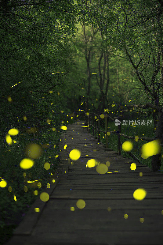 萤火虫在精灵森林里。森林里的木桥。Ropotamo、保加利亚
