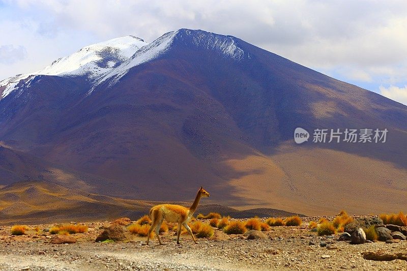 小羊驼，野生动物在玻利维亚安第斯高原和田园诗般的阿塔卡马沙漠，火山景观全景-波托西地区，玻利维亚安第斯，智利，Bolívia和阿根廷边境