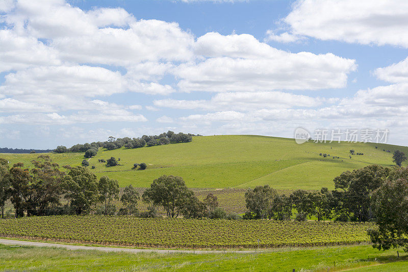 随机田园和葡萄园，巴罗萨山谷，南澳大利亚