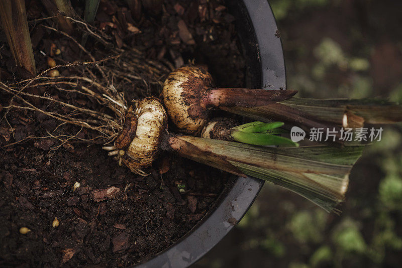 在花园里种植的鳞茎植物