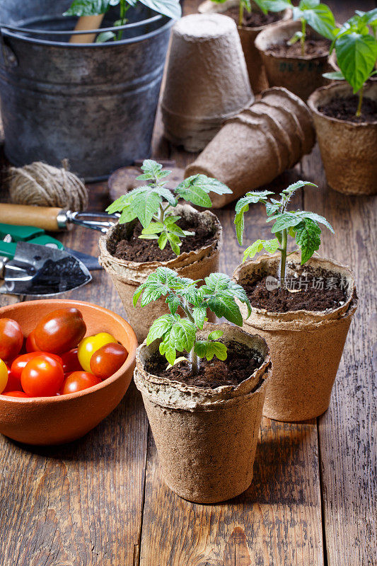 番茄幼苗在泥炭盆中发芽。园艺的概念。
