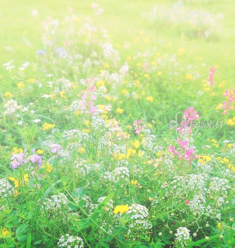 美丽的花的背景