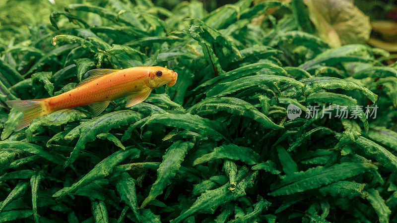 橙色的小鱼在淡水里游泳