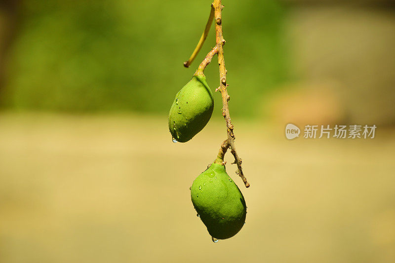 芒果树和雨滴