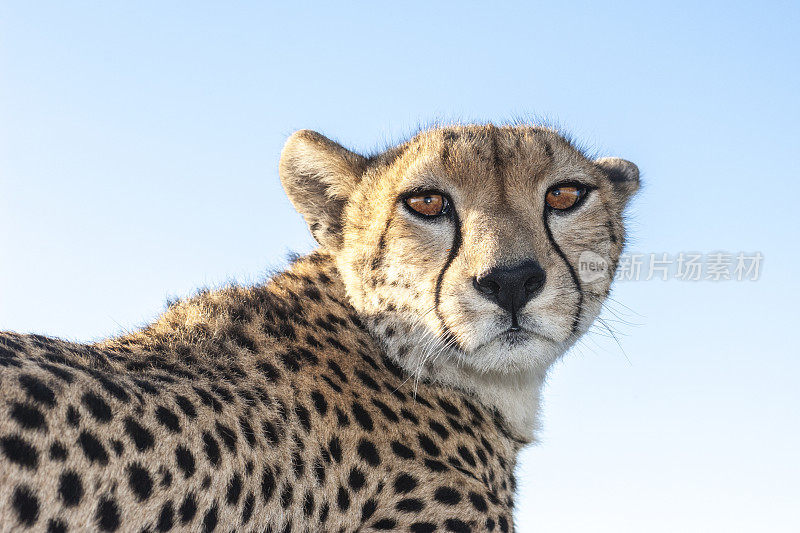 野生猎豹坐在Safari车顶的特写